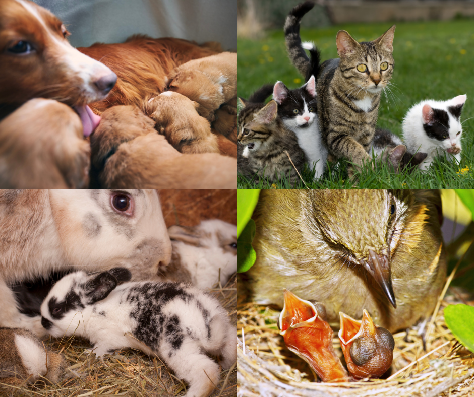 "Pawsitively Special: Celebrating Mama Pets This Mother's Day!"