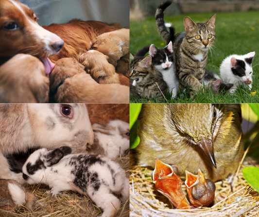 "Pawsitively Special: Celebrating Mama Pets This Mother's Day!"
