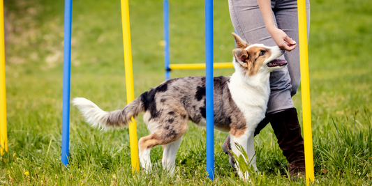 Pawsome Tips to Train Your Pet Like a Pro!