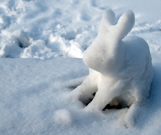 Stay Warm, Stay Safe: Winter Tips to Protect Your Pets