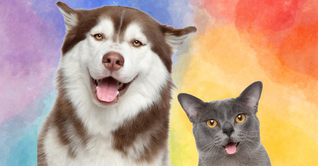 Pet Essentials: Building a Happy Home for Your Furry Friends