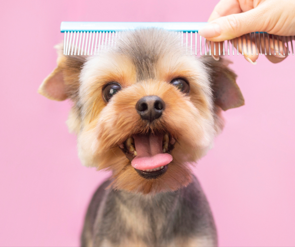 Paws & Shine: Top Pet Grooming Tips for a Happier, Healthier Furry Friend