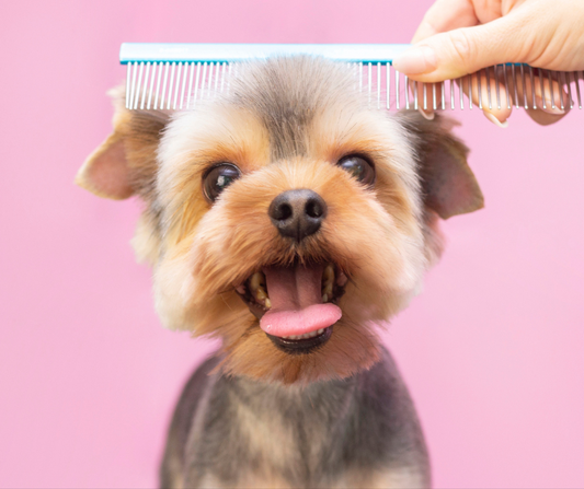 Paws & Shine: Top Pet Grooming Tips for a Happier, Healthier Furry Friend
