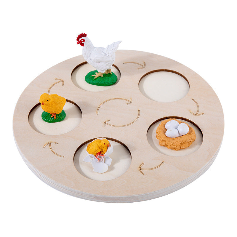 Children'S Cognitive Enlightenment Insect Animal Life Growth Cycle Educational Toys