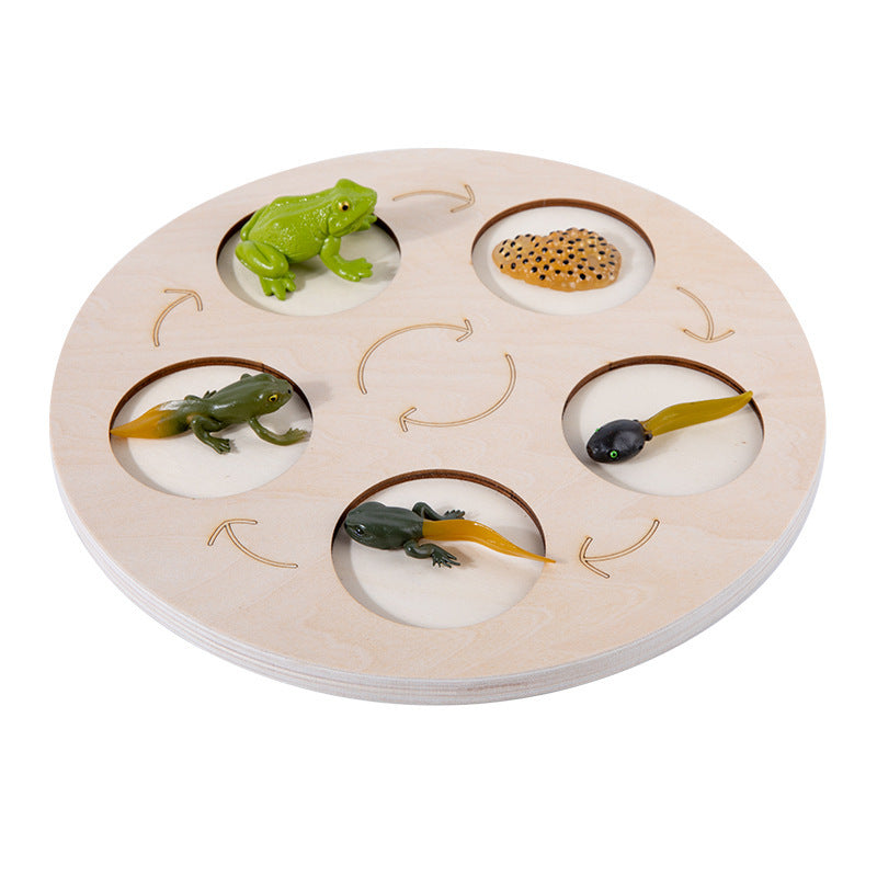 Children'S Cognitive Enlightenment Insect Animal Life Growth Cycle Educational Toys