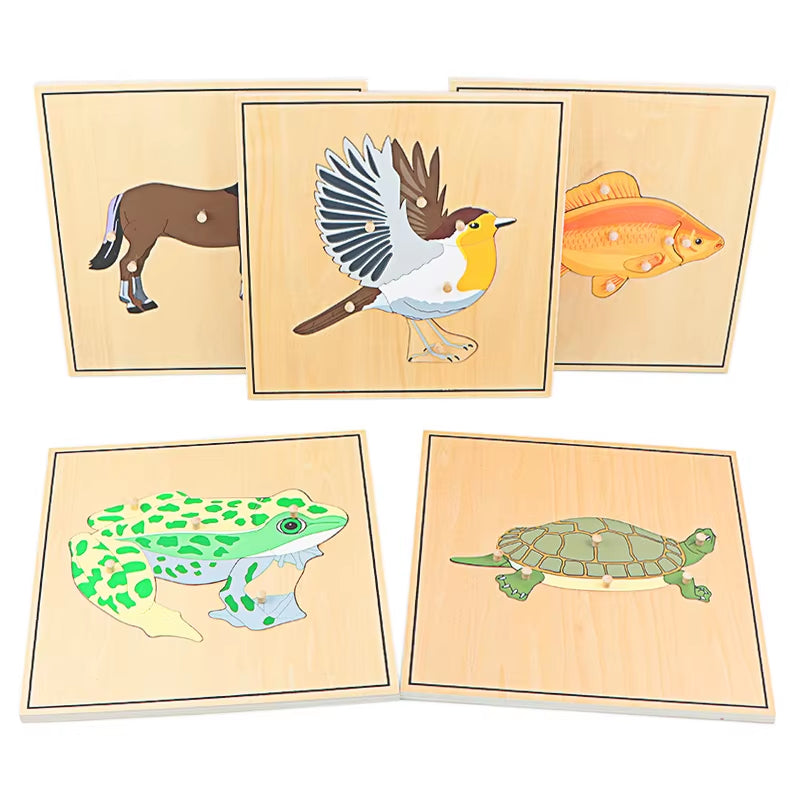 Montessori Children Biology Wooden Materials 