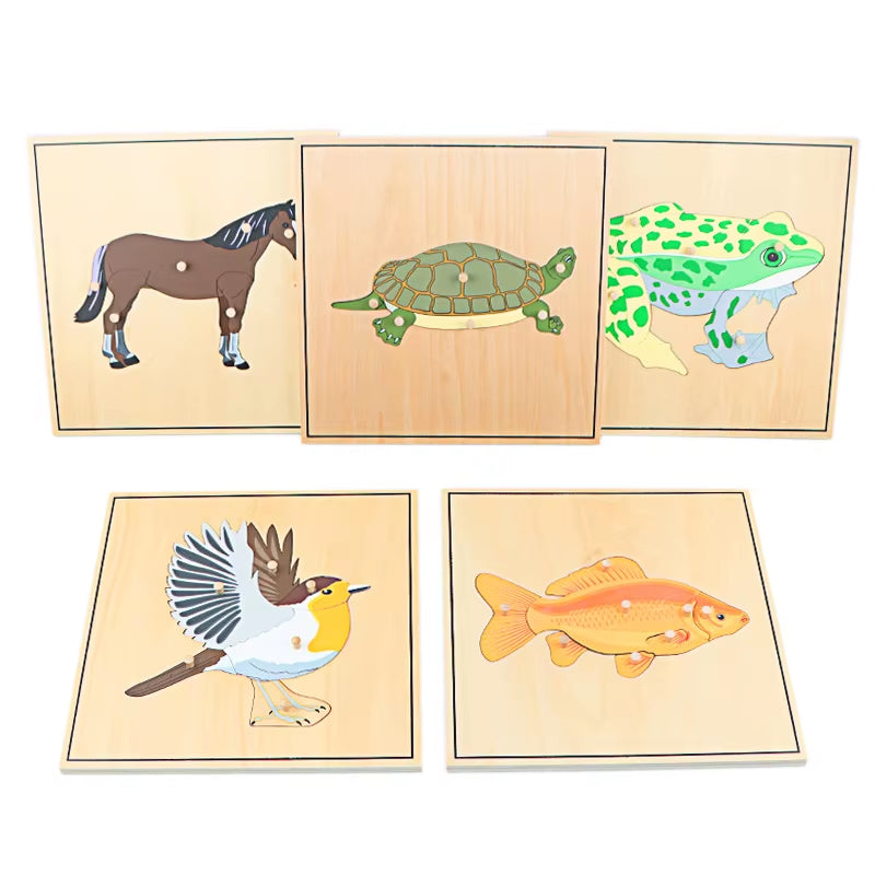 Montessori Children Biology Wooden Materials 