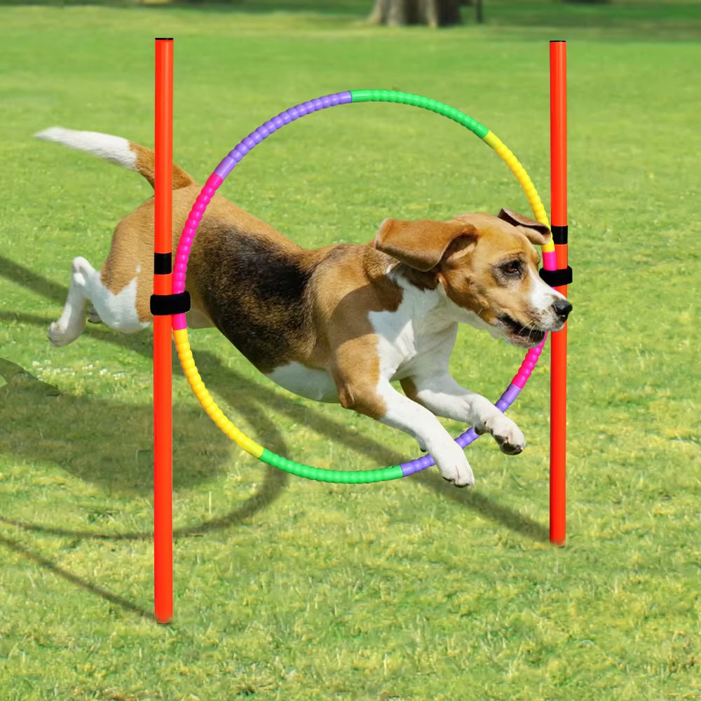 Outdoor Dog Obstacle Training Set 