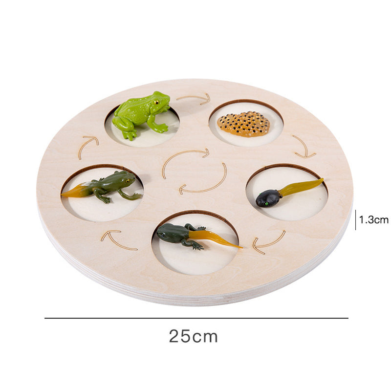 Children'S Cognitive Enlightenment Insect Animal Life Growth Cycle Educational Toys