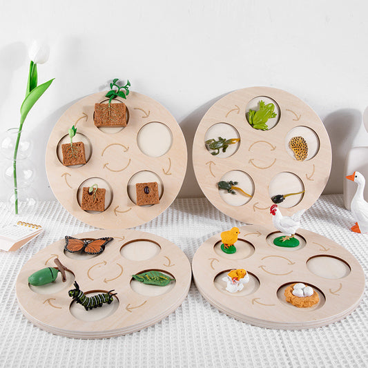 Children'S Cognitive Enlightenment Insect Animal Life Growth Cycle Educational Toys