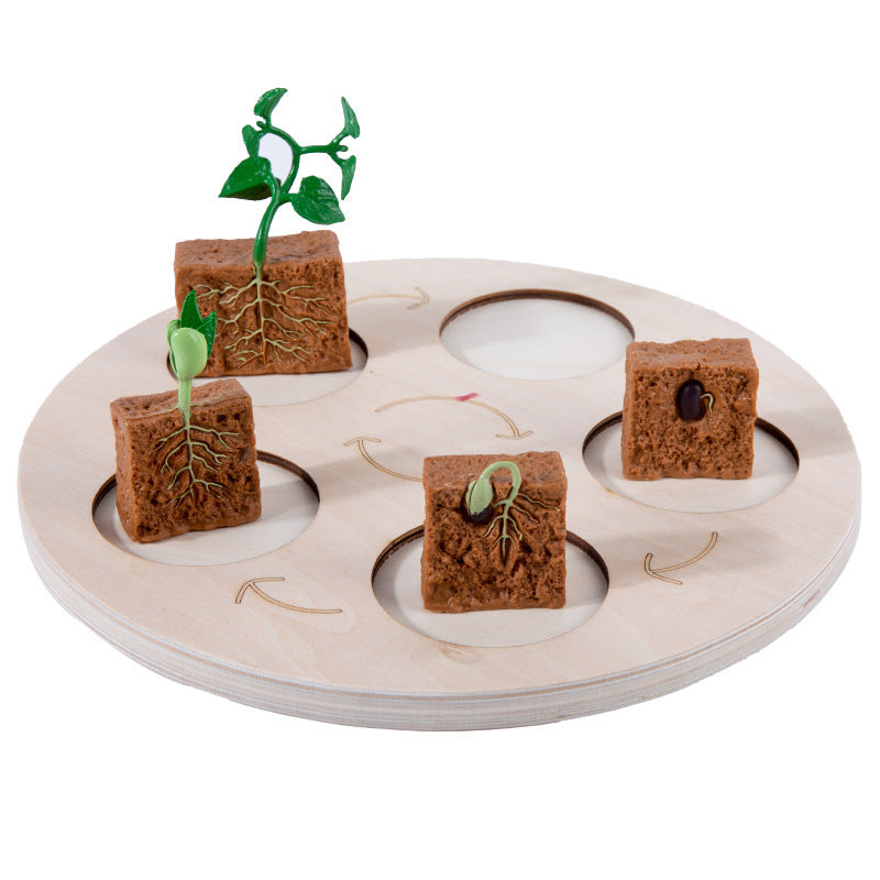 Children'S Cognitive Enlightenment Insect Animal Life Growth Cycle Educational Toys