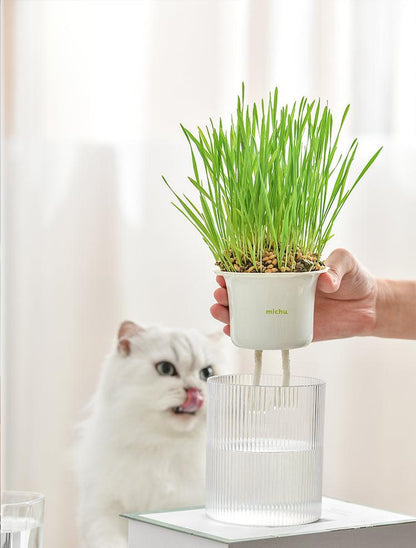 All-In-One Soil-Free Cat Grass Grow Kit with Australian Seed and Mulch