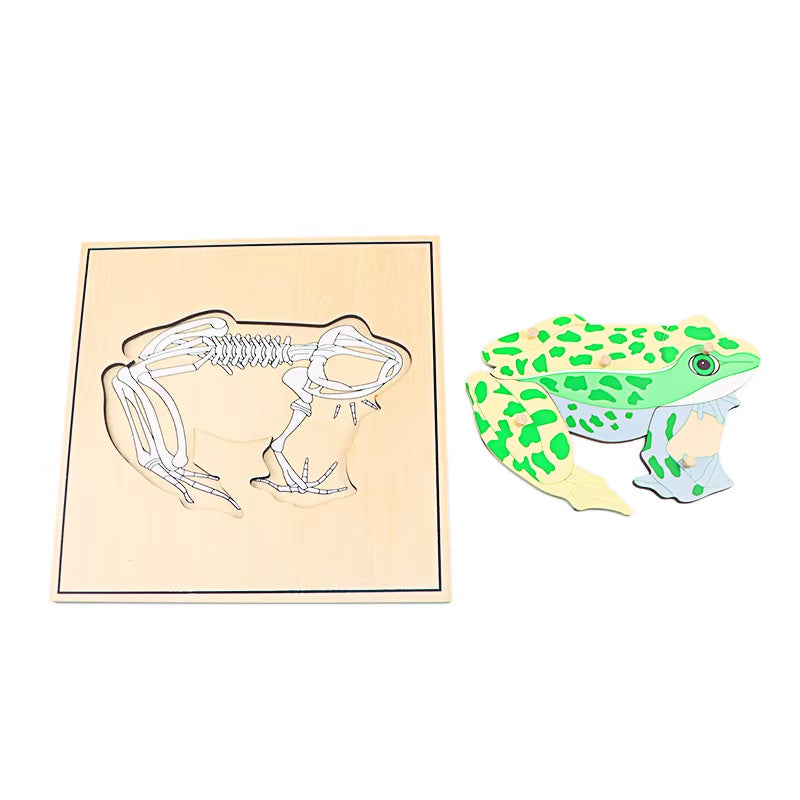 Montessori Children Biology Wooden Materials 