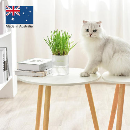 All-In-One Soil-Free Cat Grass Grow Kit with Australian Seed and Mulch