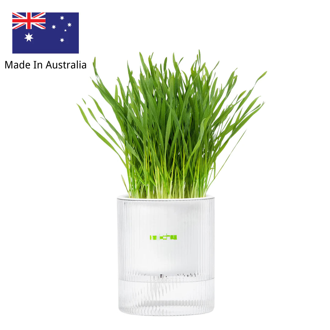 All-In-One Soil-Free Cat Grass Grow Kit with Australian Seed and Mulch