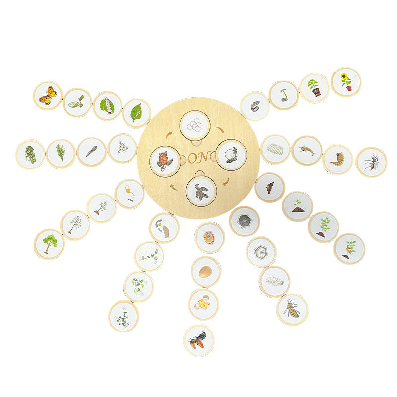 Children'S Cognitive Enlightenment Insect Animal Life Growth Cycle Educational Toys
