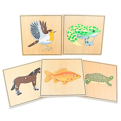 Montessori Children Biology Wooden Materials 