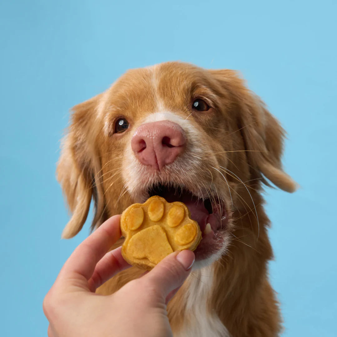 ® Homemade Dog Treats Kit