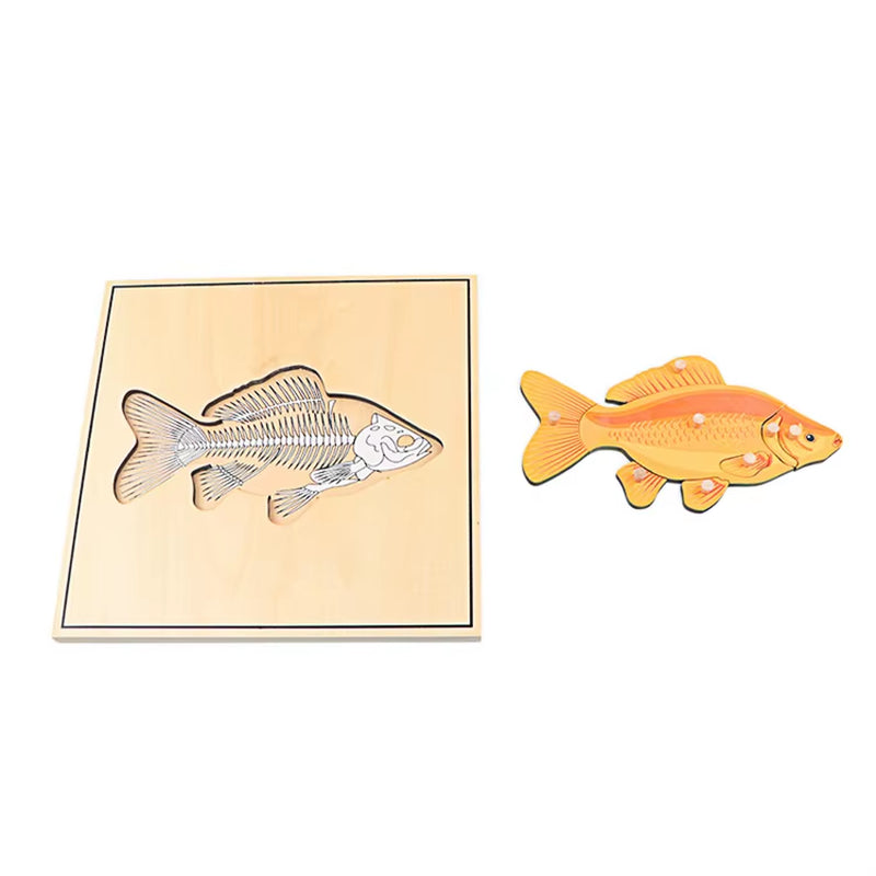 Montessori Children Biology Wooden Materials 